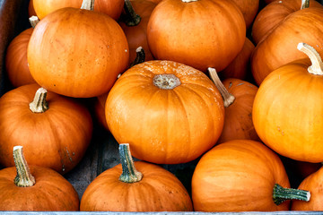 Little October (Cucurbita Pepo)