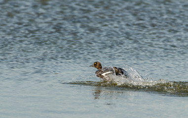 Greater Scaup 