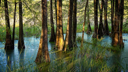 Obraz premium Bald Cypress Trees in Swamp in Louisiana