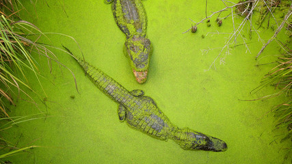Two Alligators Swimming in Green Mississippi Swamp