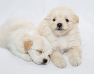 puppies are playing and sleeping together on the white fabric backdrop in studio