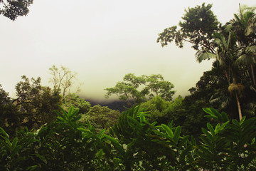 tropical rain forest before rainstorm