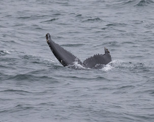 Obraz premium humpback whale
