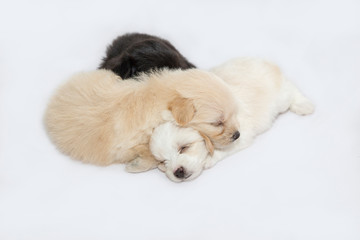 puppies are playing and sleeping together on the white fabric backdrop in studio