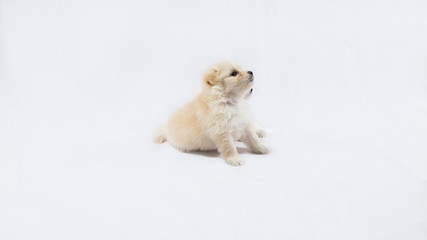 puppies are playing and sleeping together on the white fabric backdrop in studio