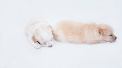puppies are playing and sleeping together on the white fabric backdrop in studio