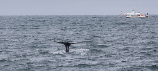 Naklejka premium humpback whale