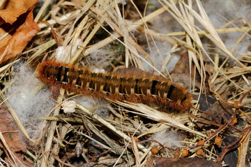 Braune Schmetterlingsraupe mit langen Haarbüscheln