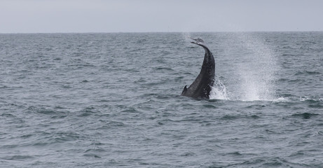 Fototapeta premium humpback whale