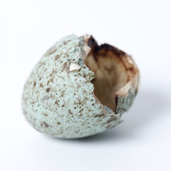 Corvus corax. The eggs of the Common Raven in front of white background.