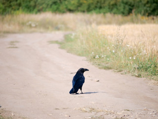 Common Raven (Corvus corax).