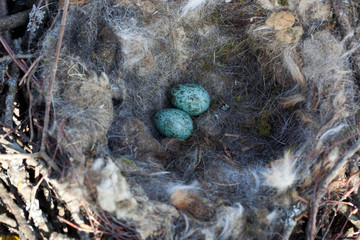 Common Raven (Corvus corax) - nest