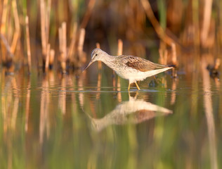 The common greenshank (Tringa nebularia) in soft morning light.