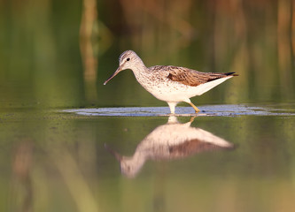 The common greenshank (Tringa nebularia) in soft morning light.