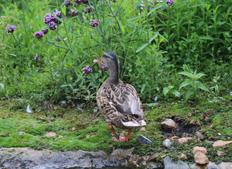 Wild duck