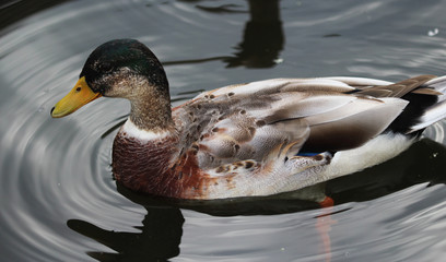 Wild duck