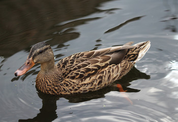 Wild duck