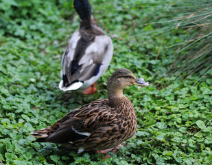 Wild duck