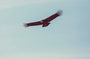 Condor