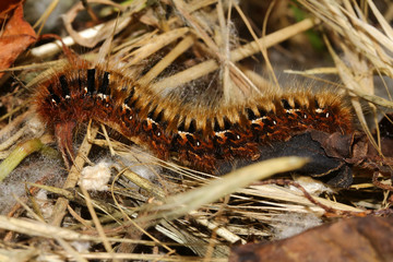 Braune Schmetterlingsraupe mit langen Haarbüscheln