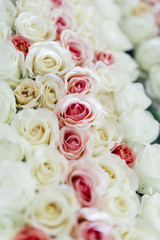 Beautiful roses