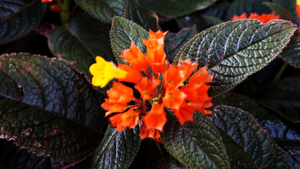 Orange flowers from the natural garden