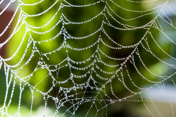 Spider web with morning dew