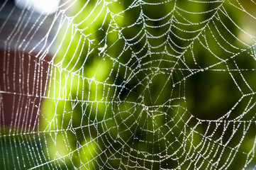 Spider web in the morning