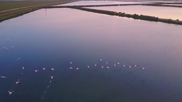 flamingos aerial view flying following from above