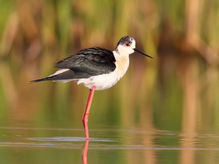 Black winged stilt with water reflection in soft morning light
