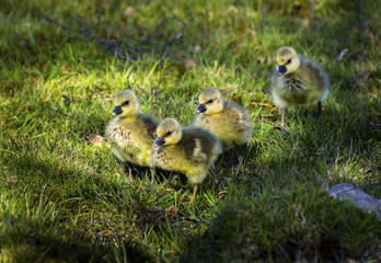 Duckling Chicks Walking Across the Grass