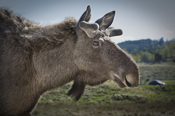 Eurasian Elk