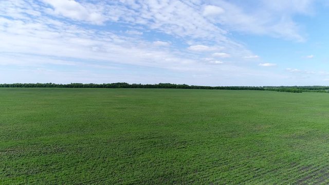 green field with young shoots, Russia