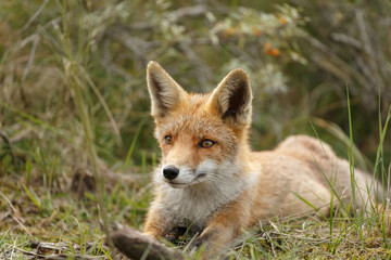 Naklejka na ściany i meble Juvenile Red fox in nature
