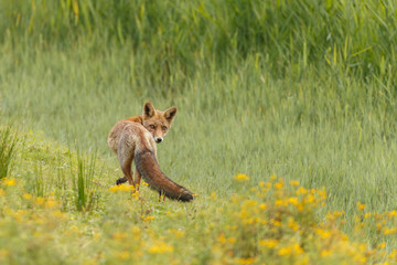 Juvenile Red fox in nature