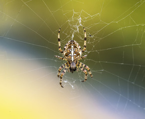 European Garden Spider or Cross Orb-Weaver Eating a Captured Fly