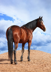 Portrait of Bay horse on the background of cloudy sky