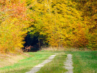 Chemin forestier dans une forêt à l'automne