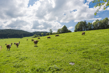 Cows grazing in the forests of the Black Forest of Germany