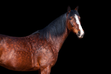 Obraz premium Portrait of Bay horse on black background