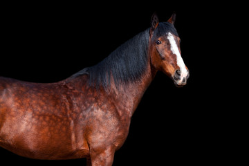 Portrait of Bay horse on black background