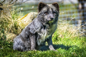 Wolf Cub Sitting on Grass