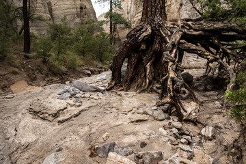 Exposed tree roots after a flood in a slot canyon