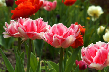 Tulip, flower, spring, garden, bloom, blossom, flora, botany