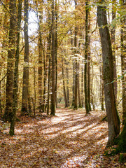 Chemin dans une forêt à l'automne