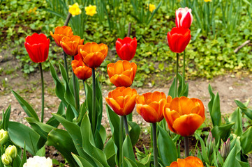 Tulip, flower, spring, garden, bloom, blossom, flora, botany