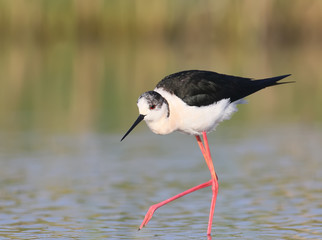 Black winged stilt with water reflection in soft morning light