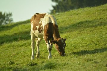 Kühe auf der Weide im Sommer