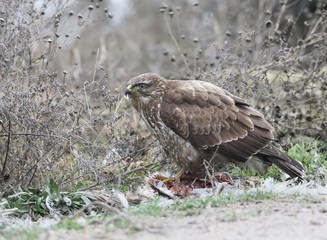 Common buzzard sits on the ground and eat a gull