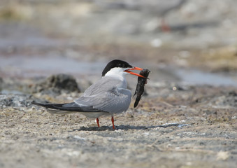 River )common) tern with black fish in beak